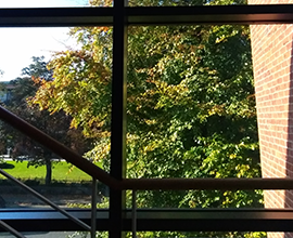 picture of trees viewed through a window